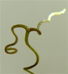  Tendril